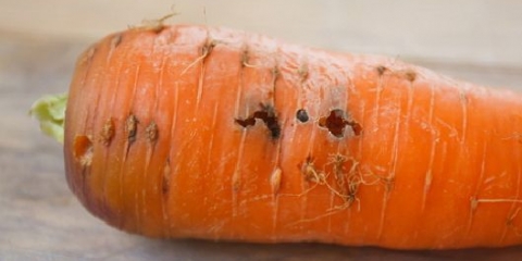 Koja je šargarepa najslađa i najplodnija